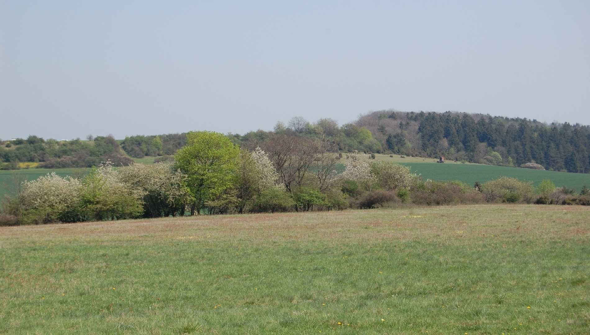 Der Hainich im Frühling