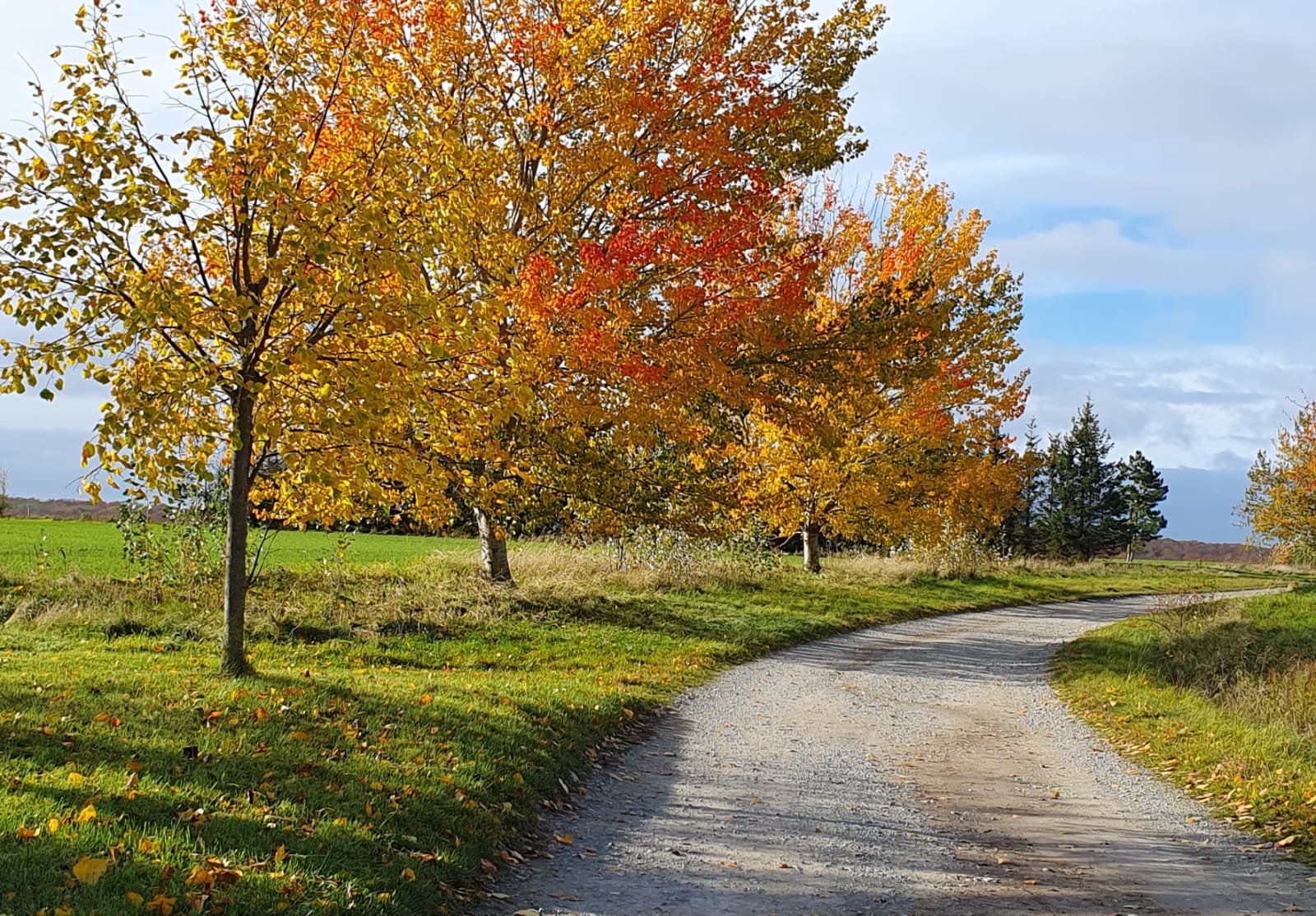 Der Hainich im Herbst